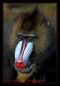Mandrill