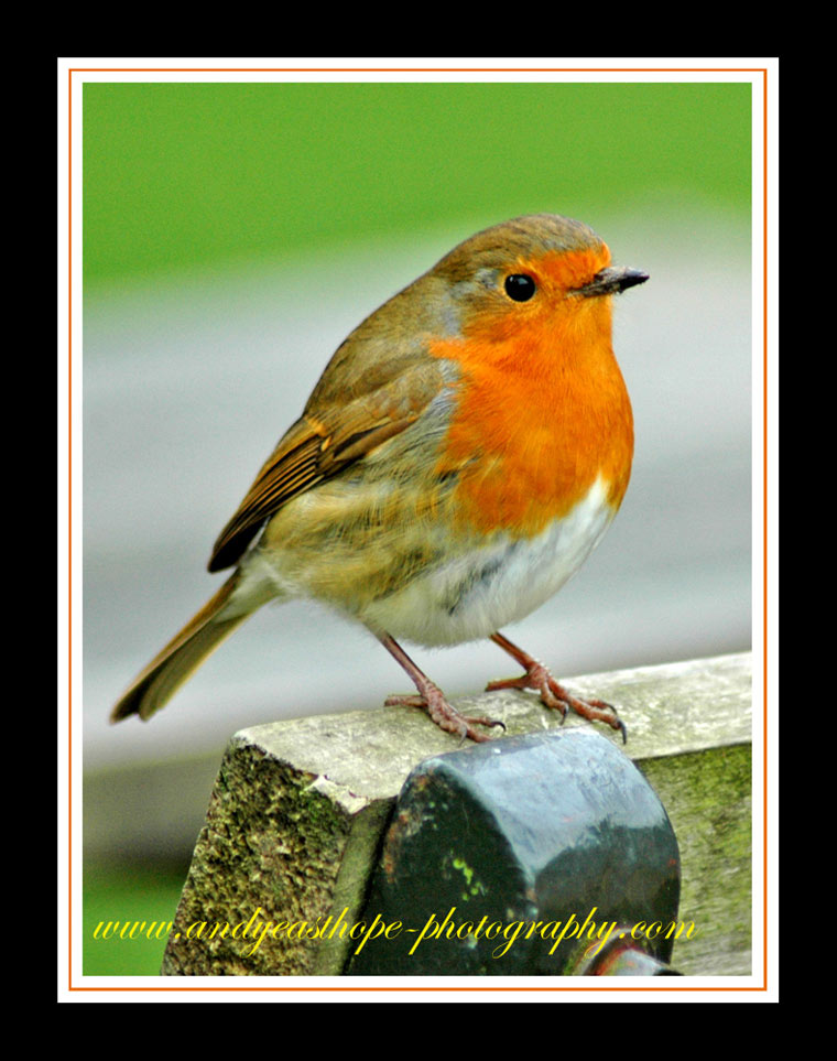 Robin