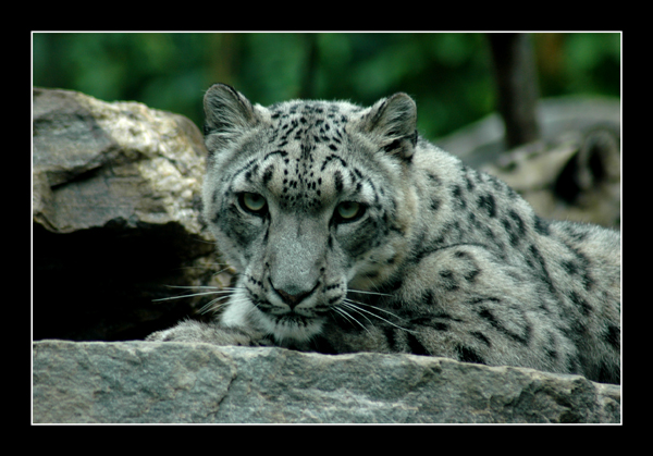 Snow Leopard