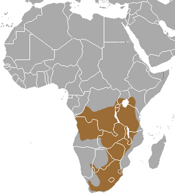 African Striped Weasel Range Map (Africa)