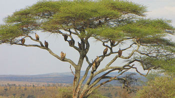 African White-Backed Vultures