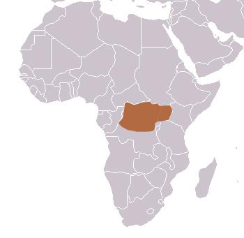 Alexander's Kusimanse Range Map (Africa)