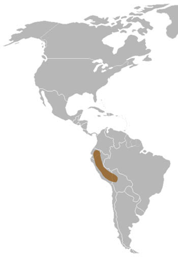 Allen's Olingo Range Map (South America)
