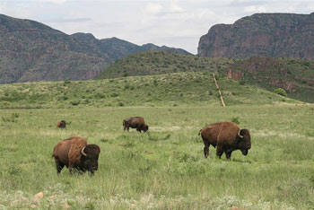 American Bison