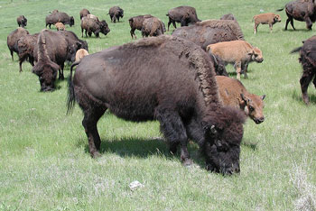 American Bison