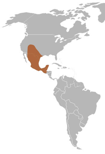 American Hog-Nosed Skunk Range Map (N & C America)