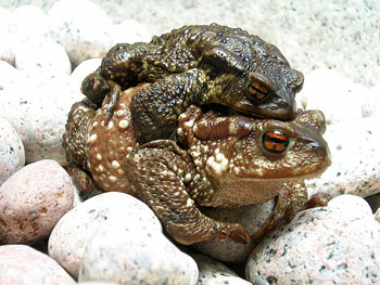 Common Toads in Amplexus
