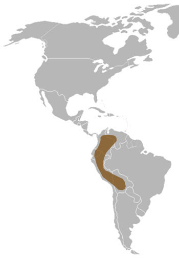Andean Cock-of-the-rock Range Map (South America) 