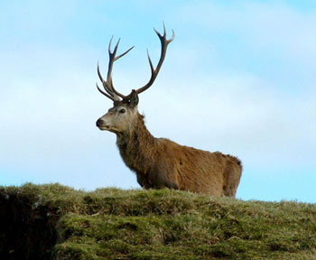 Antlers on a Red Deer