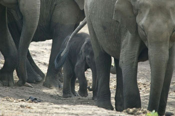 Asian Elephant