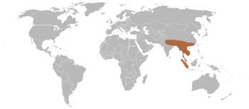 Asian Golden Cat Range Map (Asia)
