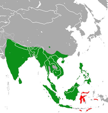 Asian Palm Civet Range Map (Asia)