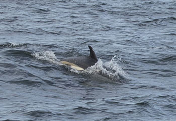 Atlantic White-Sided Dolphin