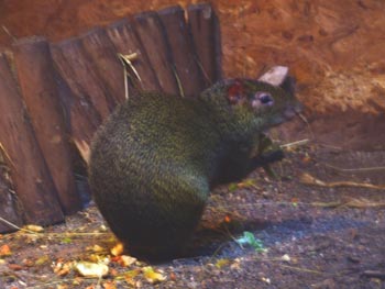 Azara's Agouti