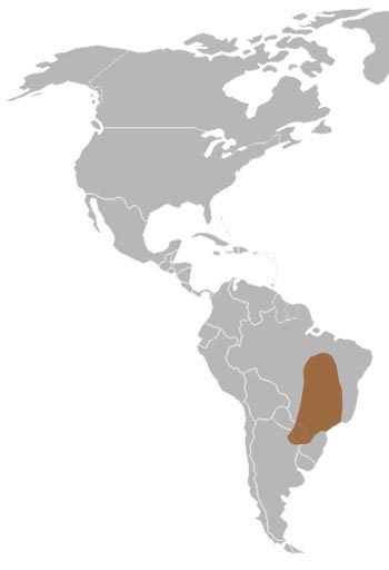 Azara's Agouti Range Map (Eastern South America)