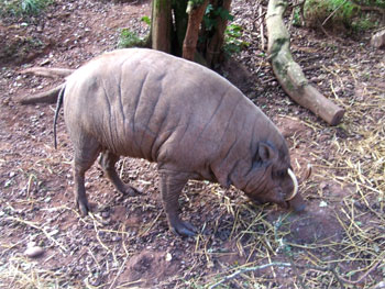 Babirusa