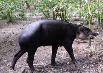 tapir the animal