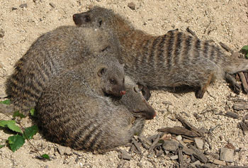 Banded Mongoose