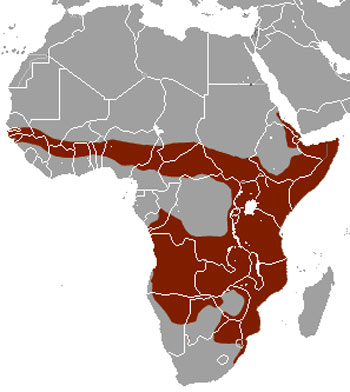 Banded Mongoose Range Map (Africa)