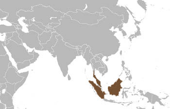Banded Palm Civet Range Map (South East Asia)
