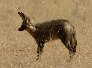 Bat-Eared Fox