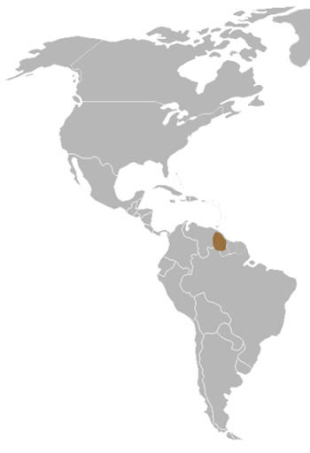 Beddard's Olingo Range Map (South America)