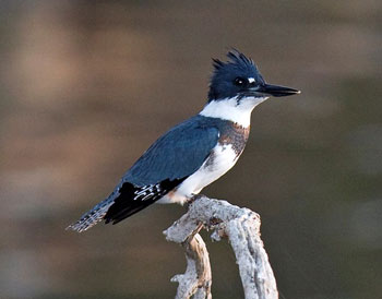 Male Belted Kingfisher