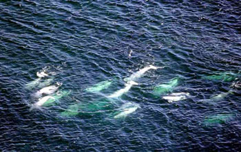 School of Belugas