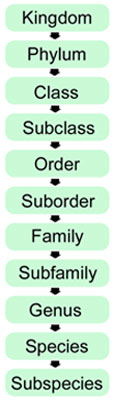 Biological Classifications