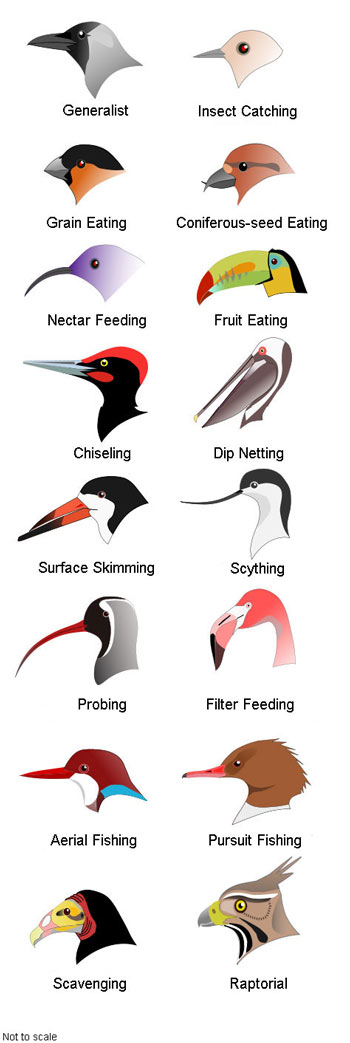 Comparison of bird beaks