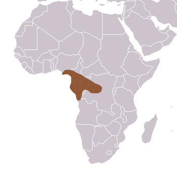 Black-Footed Mongoose Range Map (Africa)