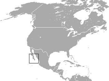 Black Jackrabbit Range Map (Mexico)