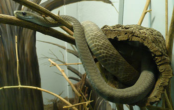 snakes black mamba similar animals eastern green mamba 