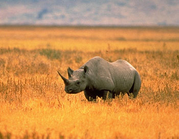 Black Rhinoceros
