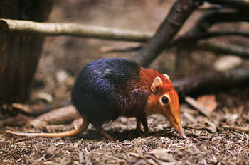 Black & Rufous Elephant Shrew