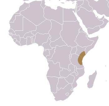 Black & Rufous Elephant Shrew Range Map (Africa)