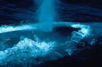 Blue Whale