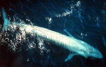 Blue Whale
