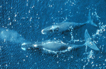 Bowhead Whale