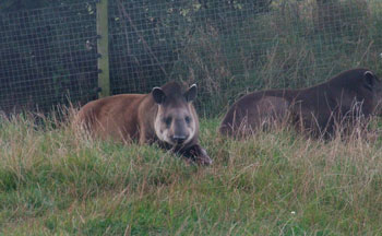 Brazilian Tapir