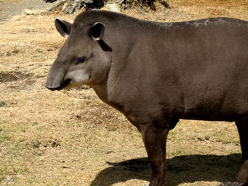 Brazilian Tapir