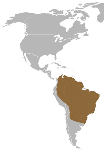 Brazilian Tapir Range Map (South America)