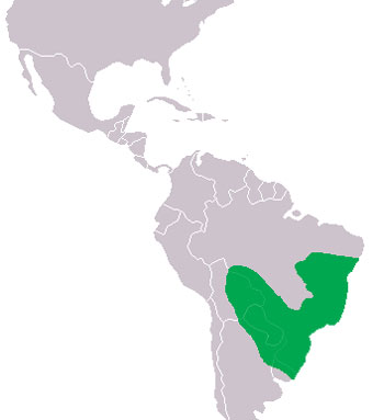 Broad-Snouted Caiman range (S America)
