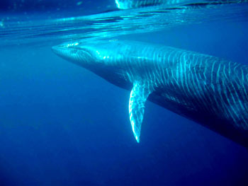 Bryde's Whale
