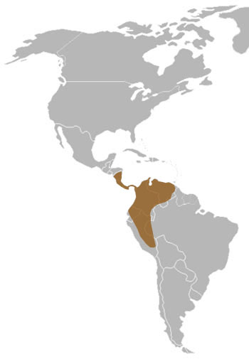 Bushy-Tailed Olingo Range Map (Central & South America)