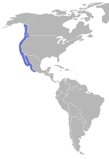 California Sea Lion Range Map (West Coast of N America)