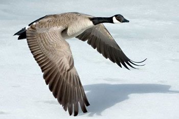 The Canada Goose has been introduced into Europe