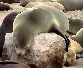 Cape Fur Seal