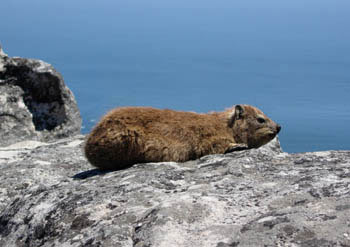 Cape Hyrax