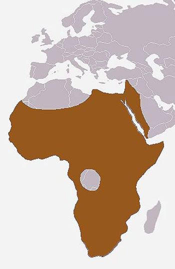 Cape Hyrax Range Map (Africa & West Asia)
